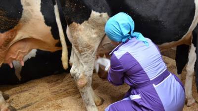 Якутские фермеры спасают коров от морозов меховыми лифчиками