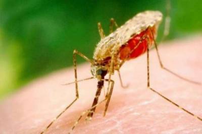 В Украине зафиксировали случай малярии: инфицированный умер