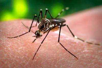 В Харькове мужчина умер от малярии, которую подхватил в Экваториальной Гвинее - vkcyprus.com - Харьков - Экваториальная Гвинея