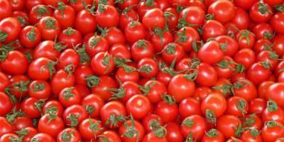 Россельхознадзор обнаружил вирусы в израильских семенах томатов