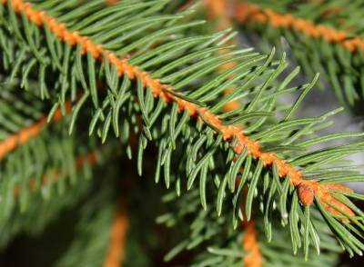 Правительство купило к Новому году датские елки почти на 3 млн рублей