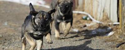 В Бурятии бездомные собаки атаковали горожан