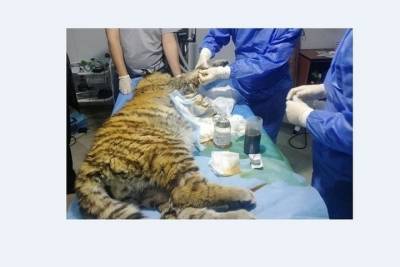 Российские врачи сделали уникальную операцию и спасли тигрёнка после нападения тигра