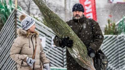 Новогодняя забава: Почему все больше петербуржцев отправляется за елкой в лес?
