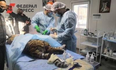 Приморские врачи провели сложную операцию амурскому тигренку