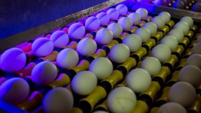 Мария Долгова - Финансовый эксперт назвала причину роста цен на яйца и овощи в РФ - polit.info