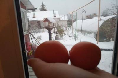 Агроном рассказал, какие помидоры долежат до Нового года
