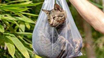 Нашли на мусорной свалке: Почему хозяева все чаще выбрасывают домашних животных?