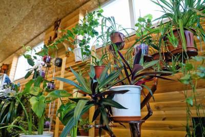 Агроном из Волгограда рассказала, как дренировать комнатные растения