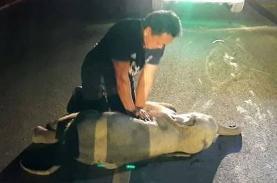 В Таиланде мужчина спас слоненка, сделав ему искусственное дыхание