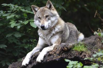 В Башкирии волки терроризируют деревню