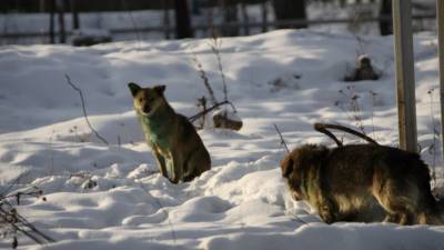 В Красноярске СК проводит проверку по факту нападения бездомных собак на ребёнка