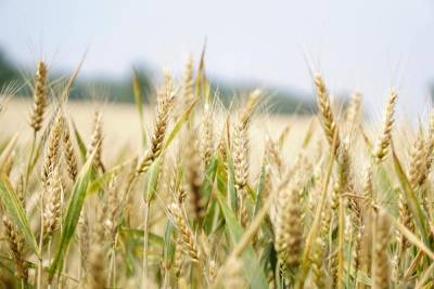Псковская область начала поставлять зерно африканским странам