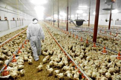 Миллион кур уничтожат в Японии из-за вспышки птичьего гриппа