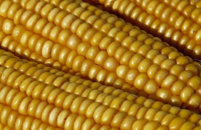 Украина отправила на экспорт 8,3 млн т кукурузы