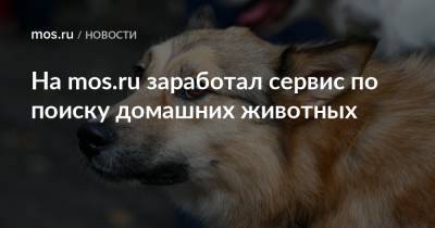 На mos.ru заработал сервис по поиску домашних животных