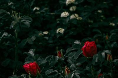 На болотистой местности в псковском парке высадили розы и сирень