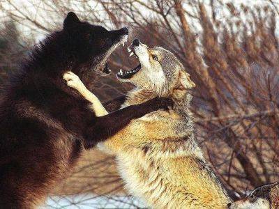 Волки угрожают жителям севера Свердловской области из-за проблем с освещением