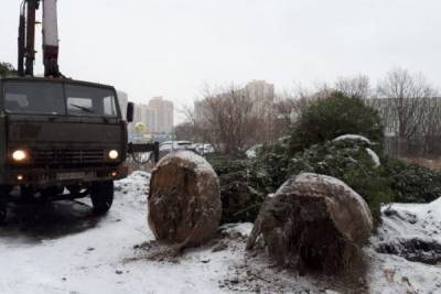 Власти Петербурга проверили инцидент с кражей деревьев