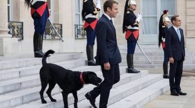 Жюль Верн - Собака Макрона выступила с новогодним посланием — и призвала брать животных из приюта - skuke.net - Франция