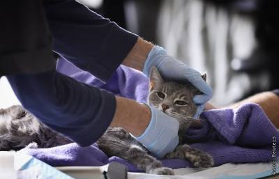 В Мосгордуме предложили запретить ветеринарам удалять кошкам когти