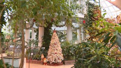 В Центральном ботаническом саду – новогодние локации