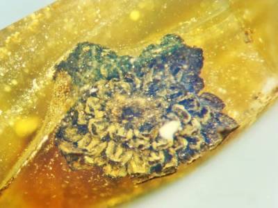 В янтаре обнаружили цветок возрастом 100 млн лет - techno.bigmir.net - штат Орегон