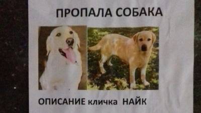 Власти Москвы создали единый портал для поиска пропавших животных