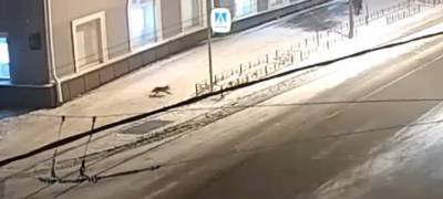 Лисица прибежала на центральный проспект Петрозаводска (ВИДЕО)