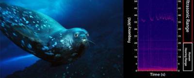 Интересный факт дня: Тюлени издают нереальные звуки под водой