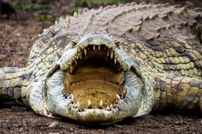 Король болот. В Австралии обнаружен новый вид древних крокодилов - vkcyprus.com - Австралия