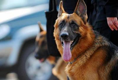 В Удмуртии служебная собака помогла поймать вора
