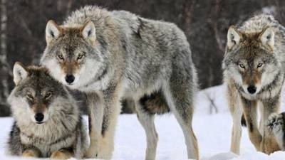 Дикие волки держат в страхе жителей башкирской деревни