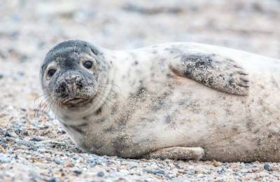 Ученые: Антарктические тюлени общаются под водой с помощью ультразвука