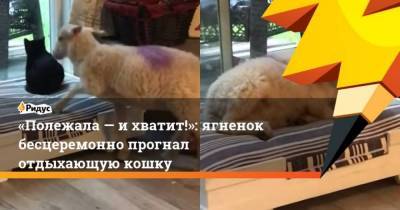 Полежала ихватит!: ягненок бесцеремонно прогнал отдыхающую кошку