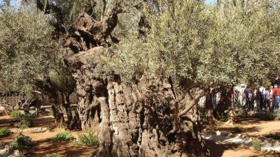 В Гефсиманском саду нашли остатки бани возрастом 2000 лет