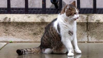 Когда до всего Brexit: кот Бориса Джонсона устроил охоту на голубя