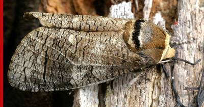 Новый вид бабочек обнаружили на Алтае и в Казахстане