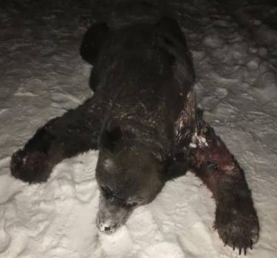В Тобольском районе застрелили медведя-шатуна, который напал на местных жителей