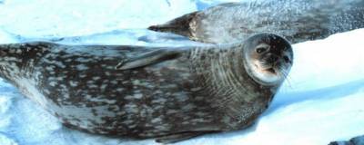 В Антарктиде обнаружены тюлени, которые общаются с помощью ультразвука