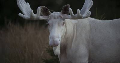 В Швеции сфотографировали редкого белоснежного лося