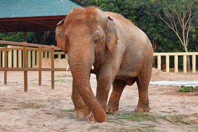 Самый одинокий слон в мире познакомился со слонихой