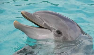 Количество дельфинов, выбросившихся на крымские берега, стало в 2020 году рекордным