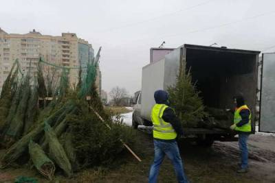 Нелегальные елки беспощадно изъяли с улиц Петербурга