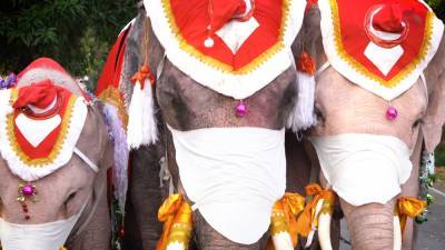 Тайские слоны помогают популяризировать ношение масок.