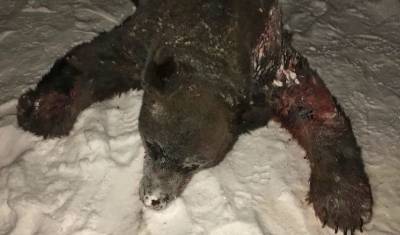 Под Тобольском застрелен медведь-шатун