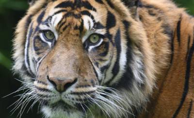 Ростовский зоопарк показал, как стригут ногти тигру
