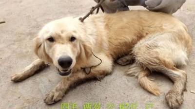 Американские волонтеры спасли собак, которых должны были съесть в Китае, — Fox News