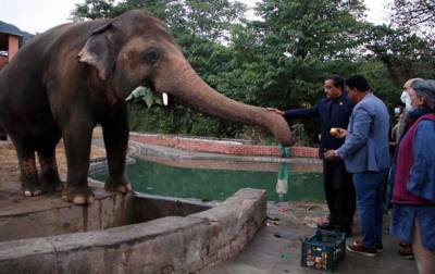 Самый одинокий слон в мире нашел подругу - korrespondent.net - Камбоджа - Пакистан