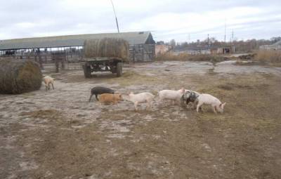 Украинский фермер вымирает как вид – лидер селян